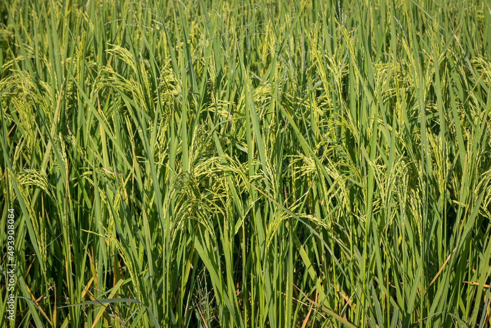 green rice fields are blooming green rice fields are blooming