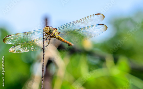 Macro picture of dragonfly, Dragonfly in the nature habitat.