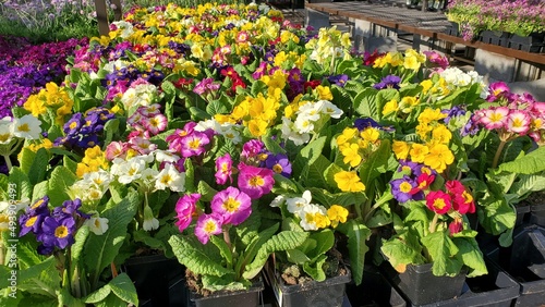 Wallpaper Mural Assorted colors of  blooming supernova primroses in pots, wide shot Torontodigital.ca