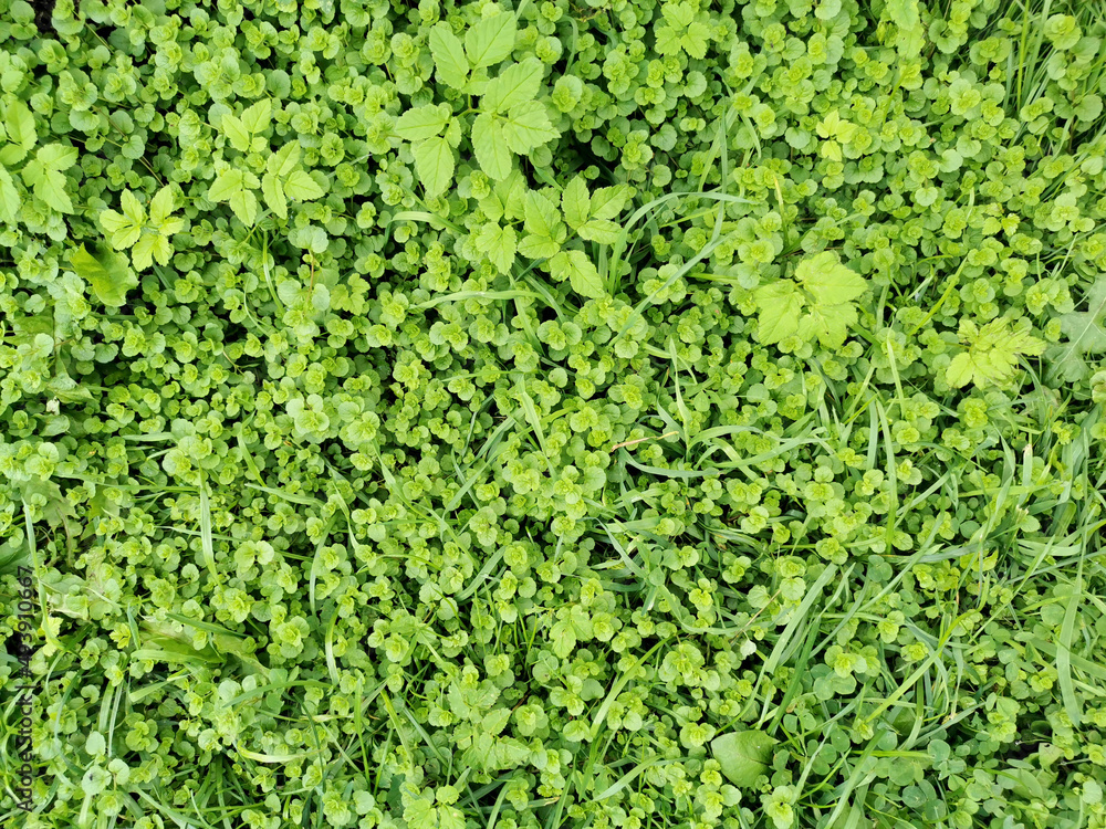 beautiful background of a field of bright juicy green grass