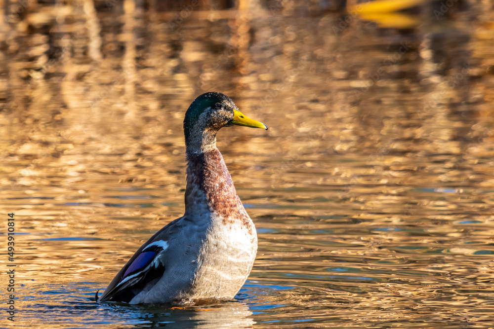 Obraz premium A large brown Mallard Tucson, Arizona