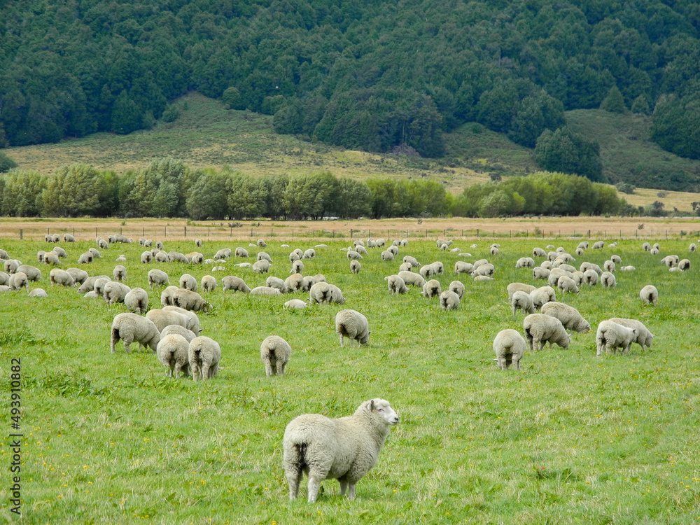 Fototapeta premium A group of sheep in the field in New Zealand. 
