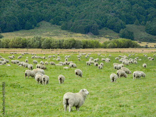 A group of sheep in the field in New Zealand. 