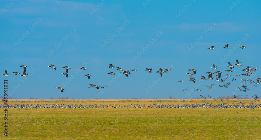 Flock of geese flying in a blue clear sky  in bright sunlight over wetland along a lake in winter, Almere, Flevoland, The Netherlands, March 18, 2022