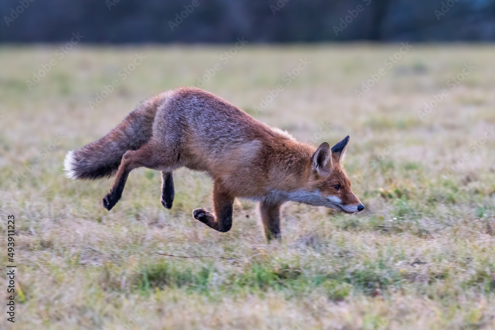 Cute Red Fox, Vulpes vulpes in fall forest. Beautiful animal in the nature habitat. Wildlife scene from the wild nature. Red fox running in orange autumn leaves