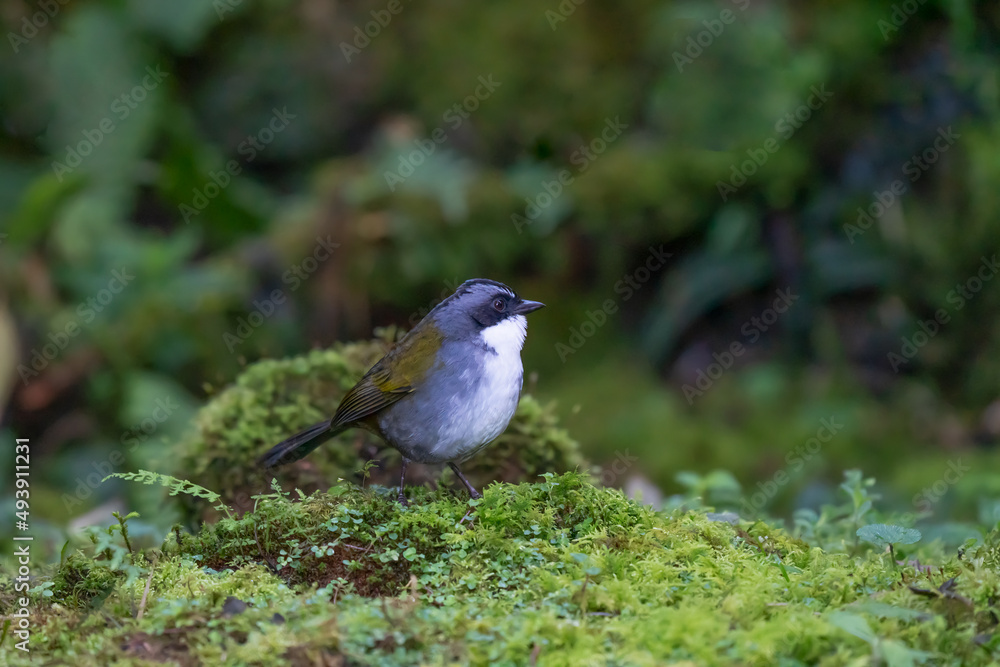 Obraz premium A Grey browed Brushfinch (Arremon assimilis) perched on the ground against a blurred natural background, Colombia, South America