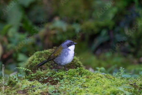 A Grey browed Brushfinch (Arremon assimilis) perched on the ground against a blurred natural background, Colombia, South America photo