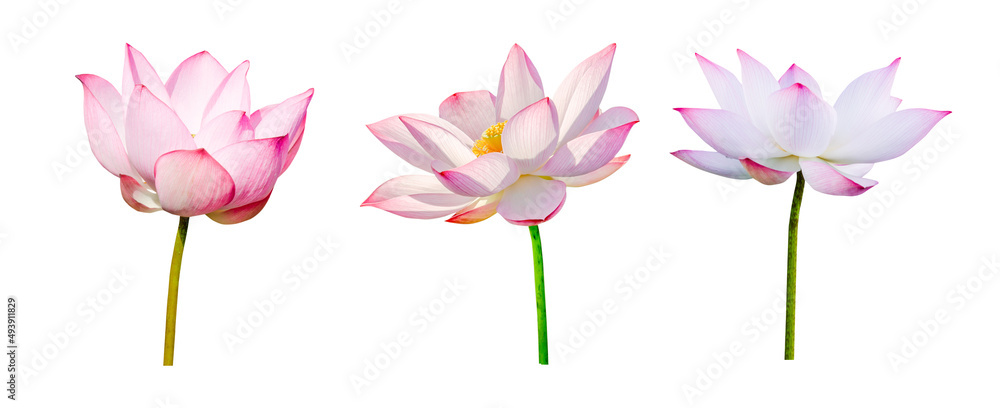 Lotus flower collections isolated on white background. File contains with clipping path.
