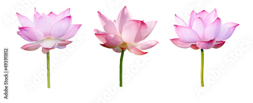 Lotus flower collections isolated on white background. File contains with clipping path.