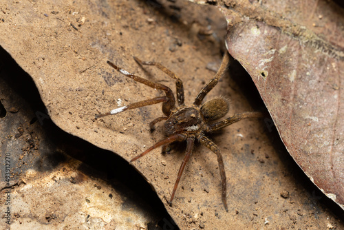 Wandering Spider from Ctenidae family. Venomous nocturnal hunters on ground in rain forest. Carara National Park - Tarcoles, Costa Rica wildlife. photo