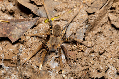 Female of Fishing Spider (Ancylometes rufus). Genus of semiaquatic wandering spiders. Venomous nocturnal hunters on ground in rain forest. Carara National Park - Tarcoles, Costa Rica wildlife. photo