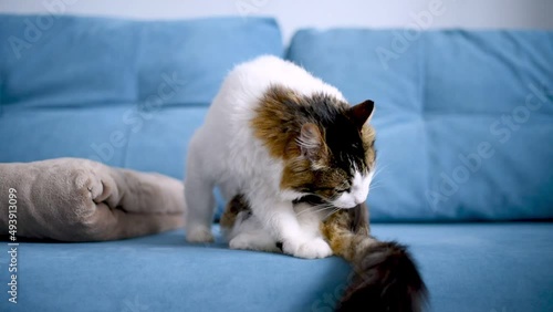 domestic mongrel cat no breed licking his fur photo