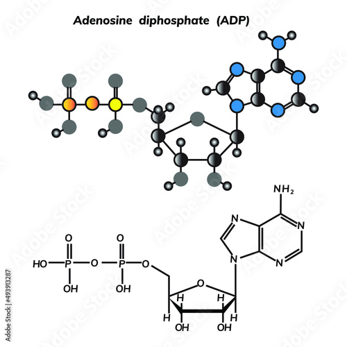Adenosine diphosphate or ADP molecular structure photo