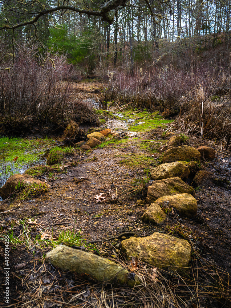 Wetland and footpath in the forest Wetland and footpath in the forest