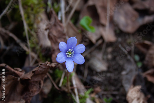 anemone di bosco