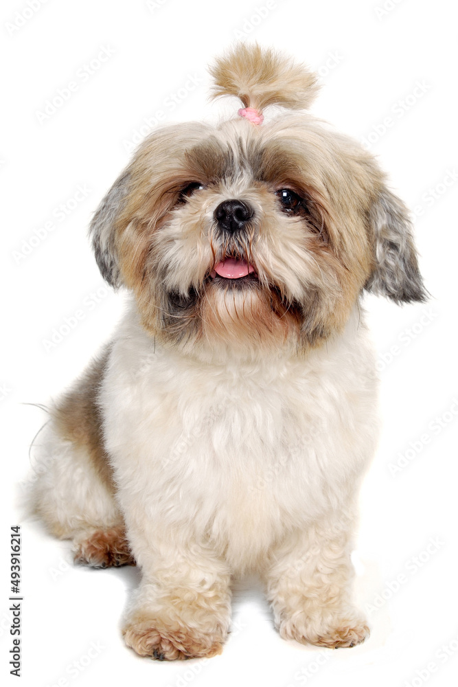 Sad shih tzu dog sitting on a clean white background. Sad shih tzu dog sitting on a clean white background.