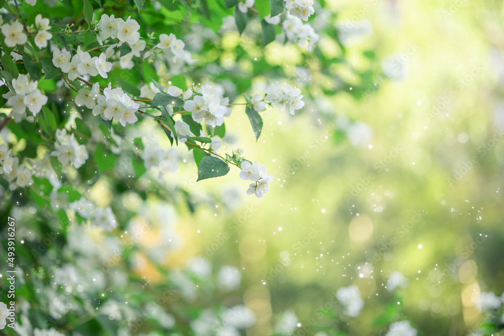 Branches of blossoming flowering plants on natural blurry background. Fresh green tree leaves of light outdoors sun on summer. Spring flowers in sun flares. Close-up, copy space. High quality photo Branches of blossoming flowering plants on natural blurry background. Fresh green tree leaves of light outdoors sun on summer. Spring flowers in sun flares. Close-up, copy space. High quality photo