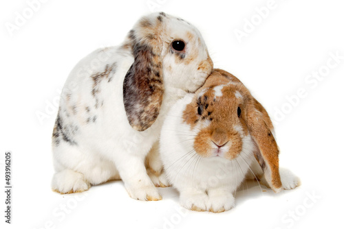 Two rabbits isolated on a white background