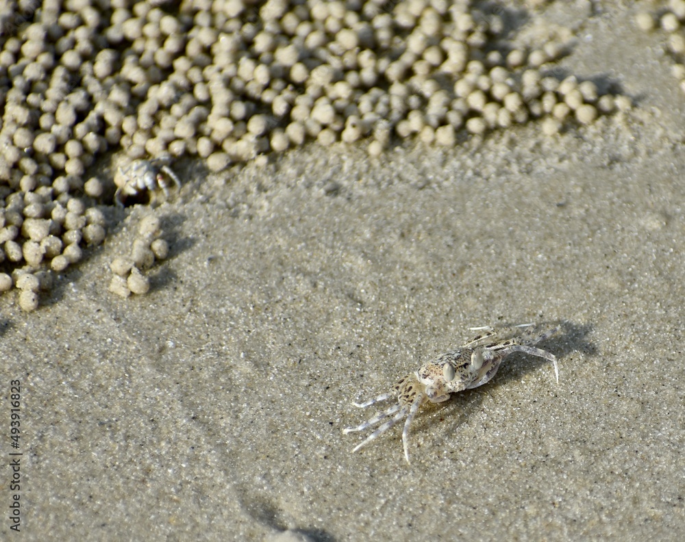 Small crab guarding its territory on the beach