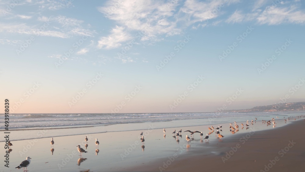 Seagull birds by ocean water on beach, sea waves at sunset in California, USA. Flock or colony of avian on coast littoral sand of pacific shore, many sea gulls and seascape at sundown on Mission beach