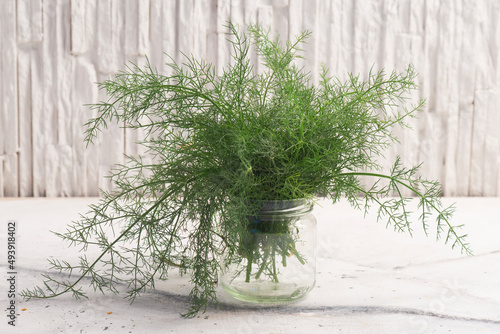 Fresh fennel in white background