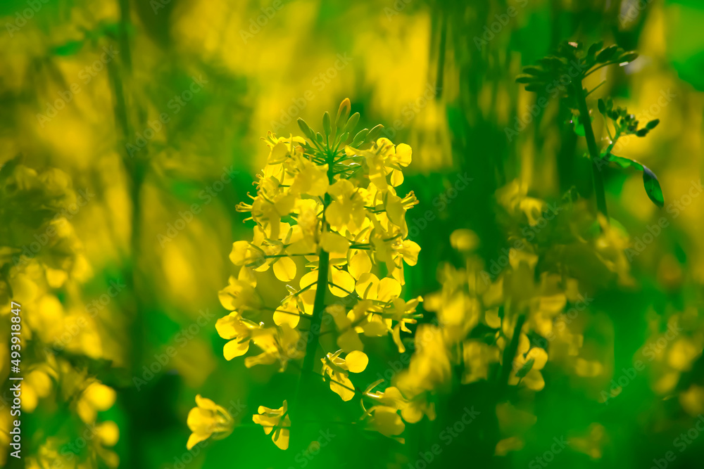 Oilseed rape blooming in spring Oilseed rape blooming in spring