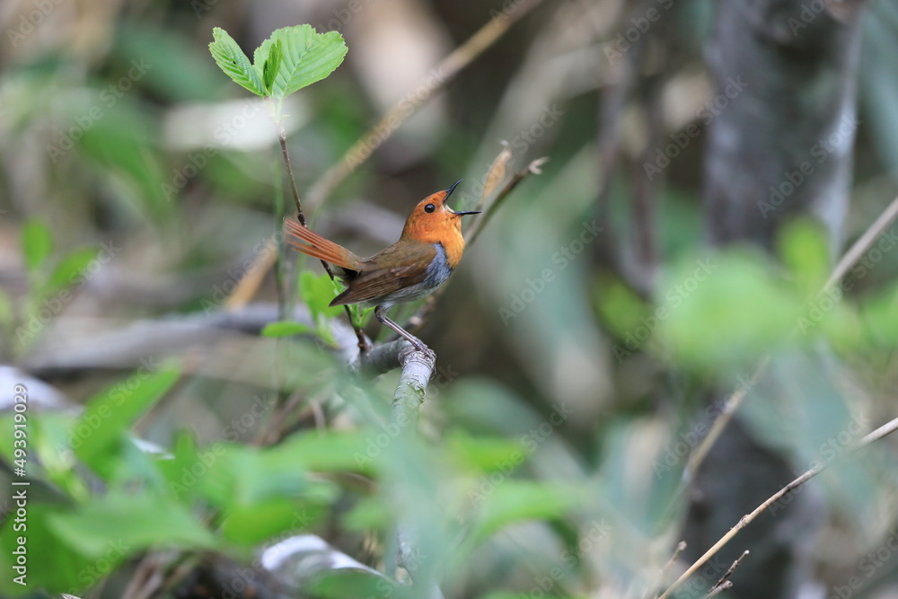 Japanese robin (Luscinia akahige) male in Japan Japanese robin (Luscinia akahige) male in Japan