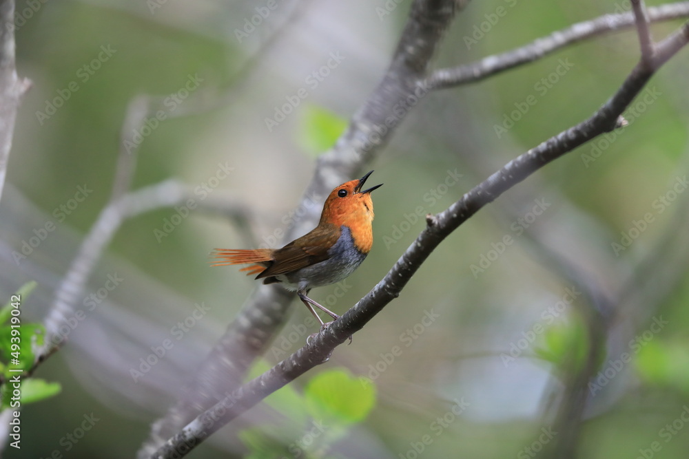 Japanese robin (Luscinia akahige) male in Japan Japanese robin (Luscinia akahige) male in Japan