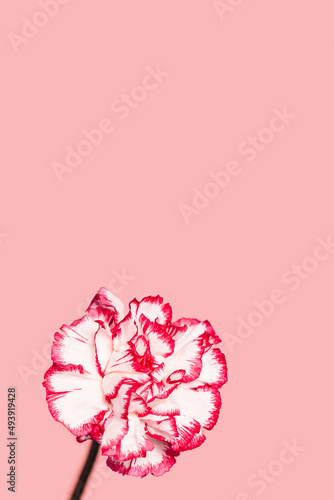 Floral composition made of white and red carnation flower on pastel pink background. Copy space. Nature concept. Minimal style