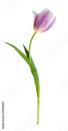 punk tulip isolated on white