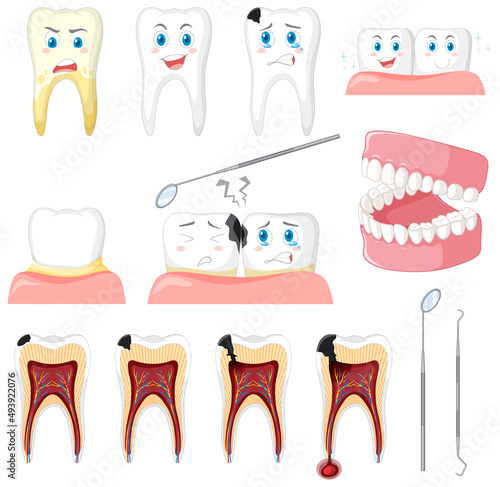 Set of all types of teeth on white background