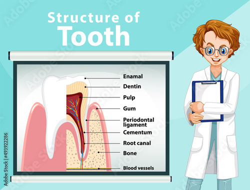 Infographic of human in structure of tooth