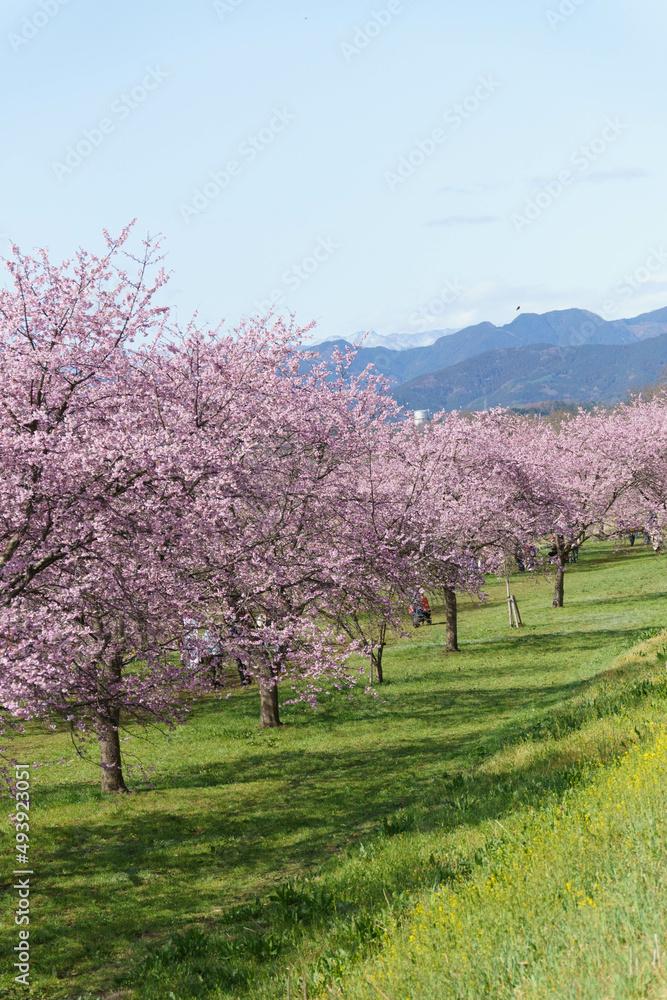 早咲きの安行寒桜、約1.1ｋm の桜並木