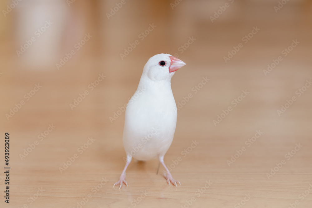 Fototapeta premium 白文鳥のオス