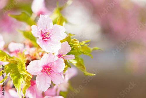 かわいいい薄ピンクの花びらの綺麗な桜
