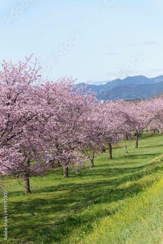 早咲きの安行寒桜、約1.1ｋm の桜並木