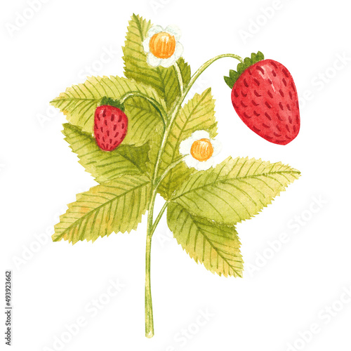 Hand drawn watercolor strawberry branch isolated on white background. Fresh summer berries with leaves and flower for print, card, sticker, textile design, product packaging