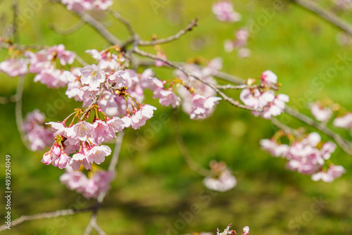 かわいいい薄ピンクの花びらの綺麗な桜 © Gottchin Nao