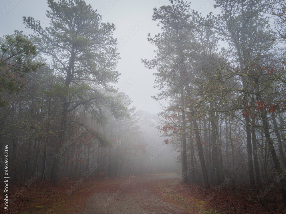 Obraz premium Foggy footpath under the tall pine trees at the park on Cape Cod