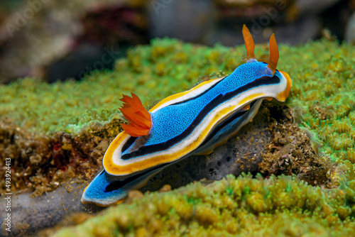 Canvas Print Nudibranch,njuːdɪbræŋk,