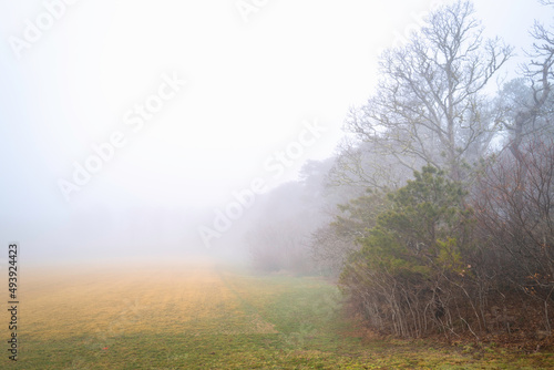 Foggy forest and meadow on Cape Cod