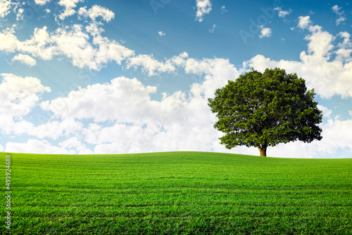 Oak tree in green field agriculture background