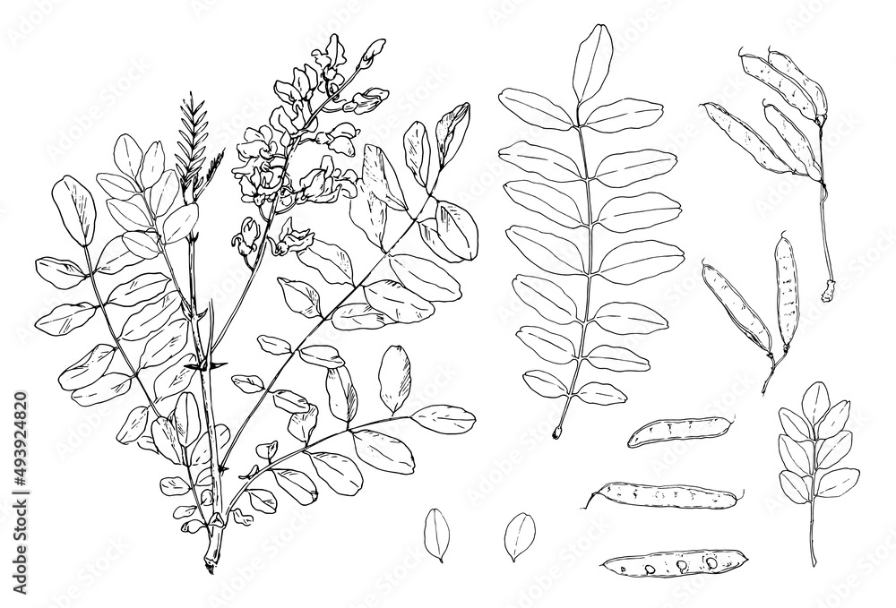 acacia is a flowering twig with leaves. set of hand-drawn sketch-style isolated outline of acacia tree branches with leaves and flowers, black seed pods line on white for design template acacia is a flowering twig with leaves. set of hand-drawn sketch-style isolated outline of acacia tree branches with leaves and flowers, black seed pods line on white for design template