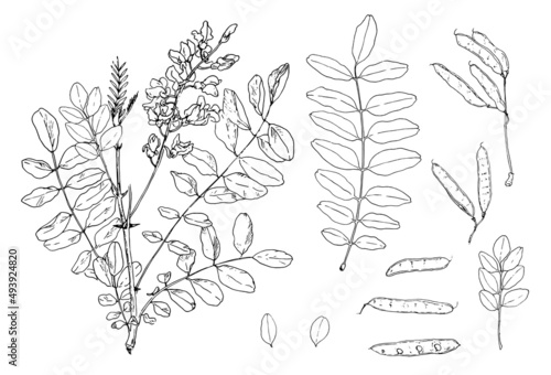acacia is a flowering twig with leaves. set of hand-drawn sketch-style isolated outline of acacia tree branches with leaves and flowers, black seed pods line on white for design template photo