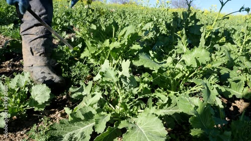 Contadino raccoglie a mano la verdura dal campo coltivato.
Tagliare la verdura dalla pianta, i tipici broccoletti romaneschi. photo