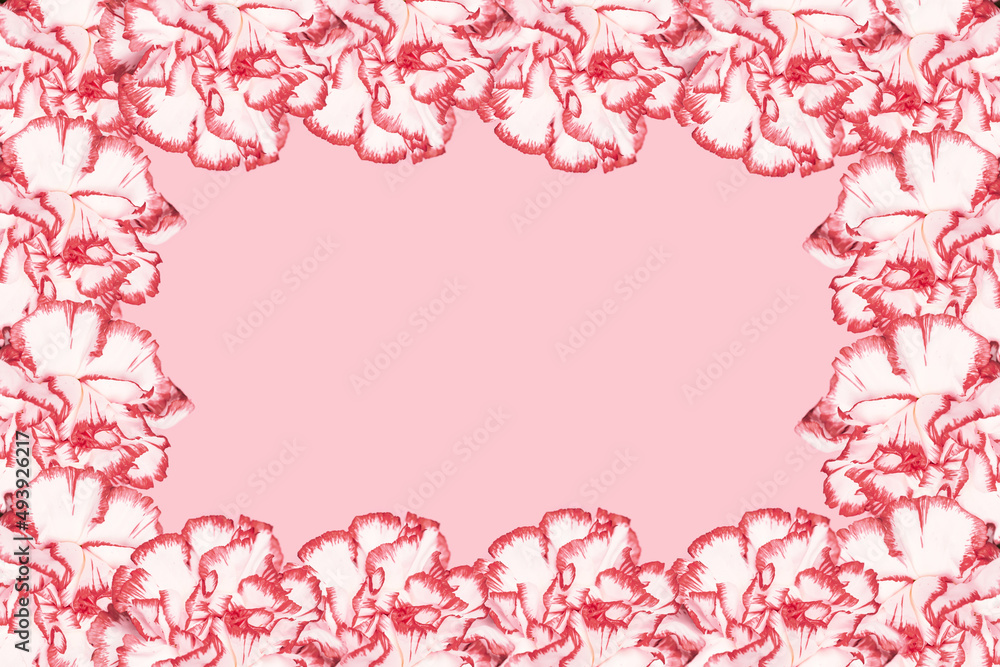 Floral composition made of white and red carnation flower lying as a frame on pastel pink background. Copy space. Nature concept.