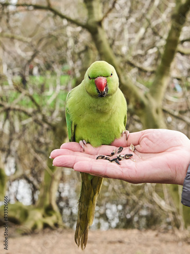 Parakeet eating from hand