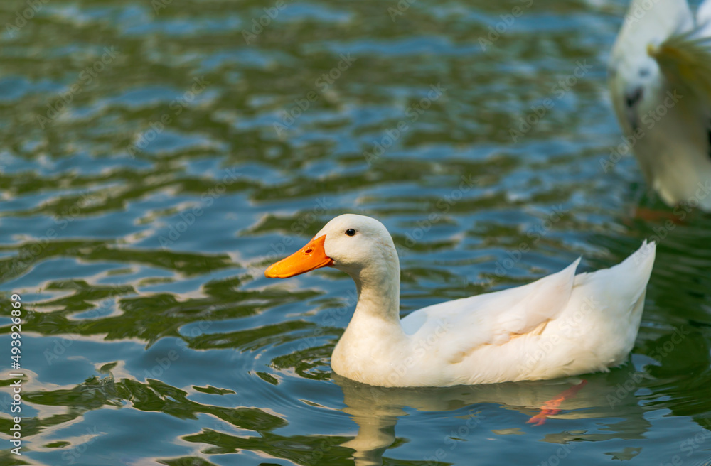flock of ducks swimming in the river flock of ducks swimming in the river