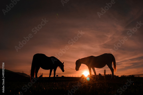 horses silhouette in the meadow with a beautiful sunset © Ismael