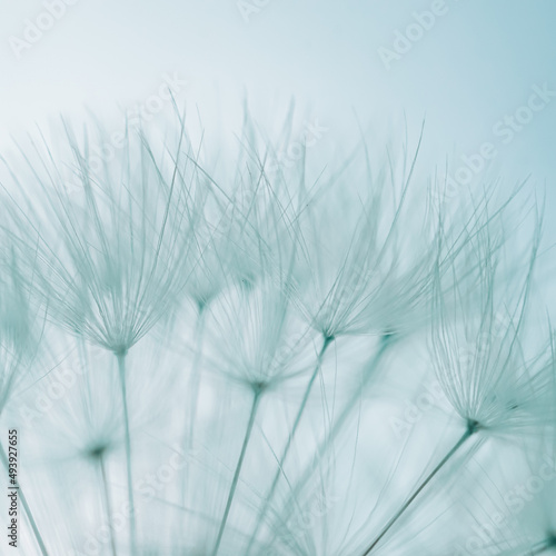 romantic white dandelion flower seed in springtime